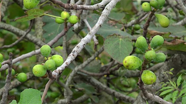 Wild green common fig fruits on the tree (Ficus carica). 
