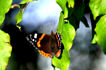 butterfly Admiral