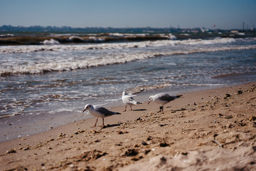 seagulls walk and fly on the seashore