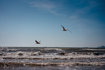 seagull birds in flight over the sea