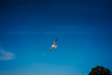 one seagull against a blue sky