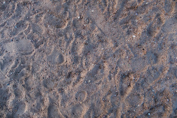 Texture of a seashore. Background. Top view