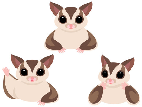 97 Best フクロモモンガ Images Stock Photos Vectors Adobe Stock