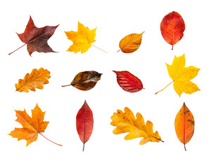 Collection set of various autumn leaves isolated on white background. Colorful autumn foliage