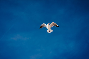 one seagull against a blue sky