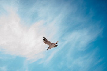 one seagull against a blue sky