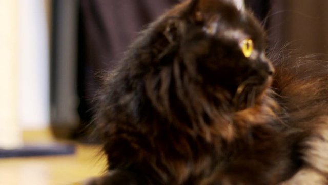 Adorable big black norwegian forest cat playing in the house. Shot in 6K on cinema camera