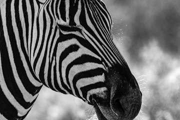 Zebre au par national d'etosha en namibie