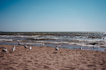 seagulls walk and fly on the seashore