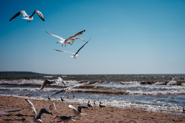 seagulls walk and fly on the seashore