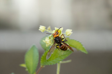 アレチウリの花に来たスズメバチ