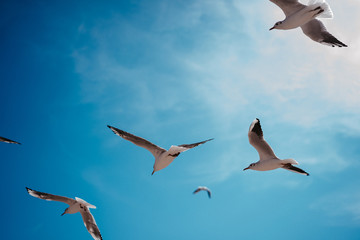 birds seagulls on a background of blue sky