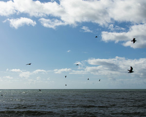 Fototapeta na wymiar Seagulls in flight over the ocean
