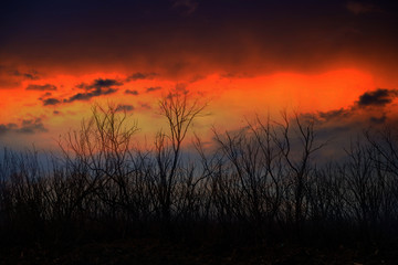 Fototapeta na wymiar Dead tree row and evening sky nature background. .
