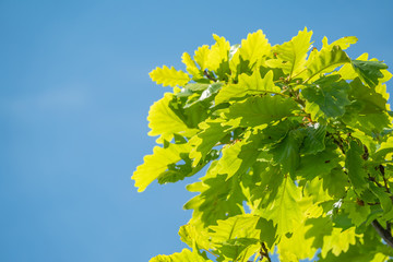 Green oak leaves on a blue background