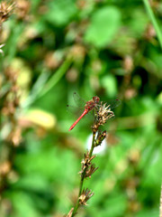 red dragonfly