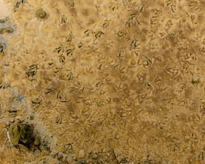 Lots of seagull footprints in the wet sand