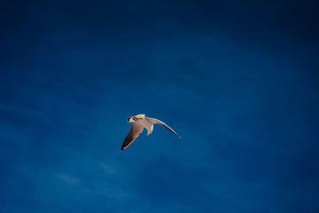 one seagull against a blue sky