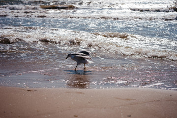 seagulls walk and fly on the seashore