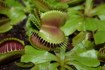 carnivorous plant