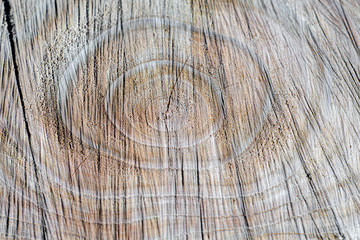 Naklejka premium 切断されたばかりの切り株