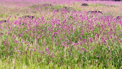 Naklejka premium field of purple flowers