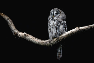 Fototapeta premium Ural Owl sitting on a tree branch