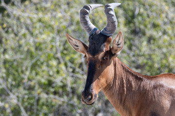Bubale - Alcelaphus buselaphus au parc national d'etosha en namibie, afrique