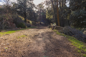 Naklejka premium droga między sosnami kopalni Alpujarra.