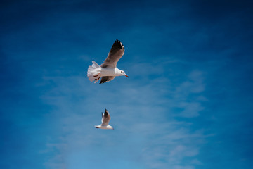 birds seagulls on a background of blue sky