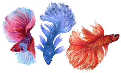 Fototapeta premium Colorful Betta Fish watercolor hand paint Illustration Siamese and Chinese Fighting Fish, Betta Splendens, for textile fabric Invitation card banner