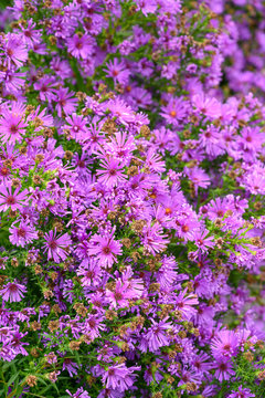 The texture of purple flowers. background.Plants