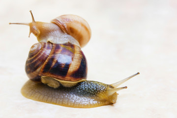 Two snail grape close-up - studio shot, biology, wild life