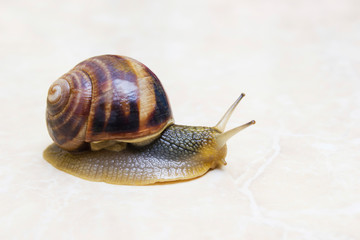 Grape snail close-up - studio shot, biology, wild life, male, food