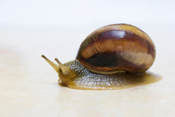 Grape snail close-up - studio shot, biology, wild life, male, food