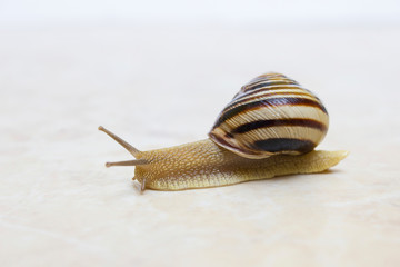 Snail close-up - studio shot, biology, wild life, male, food