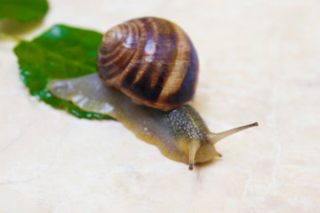 Grape snail close-up - studio shot, biology, wild life, male, food