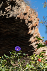 Flowers against a roman arch