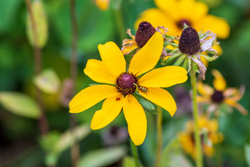 very small insect working on this yellow flower