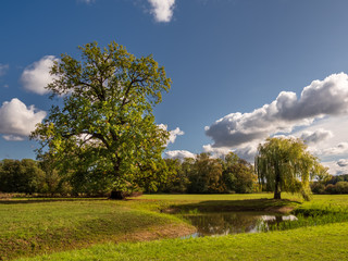 Fototapeta na wymiar Landschaft mit Bäumen und Teich im Oderbruch