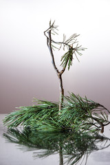 spruce branch spruce nature needles spruce