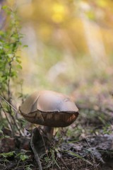  Popular white Boletus mushrooms in forest.