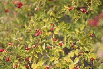 rosehip fruity, rosehip gathering, rosehip fruit for herbal treatment, ripe rosehip fruit