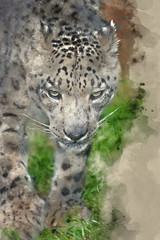 Digital watercolor painting of Beautiful portrait of Snow Leopard Panthera Uncia big cat