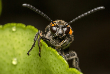 Fototapeta premium The hornet was caught on the leaf looking for food.