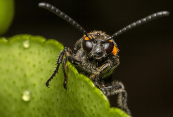 The hornet was caught on the leaf looking for food.