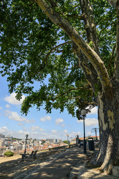 The Torel Garden (Jardim do Torel)