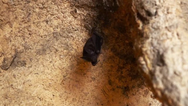 The bat caught on the ceiling in the cave in vivo. Filming in the dark so as not to injure the psyche of nocturnal animals.
