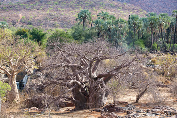 Old and giant Baobab tree, Kaokoland, Namibia, Africa