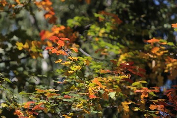 Season of beautiful autumn leaves.artvin